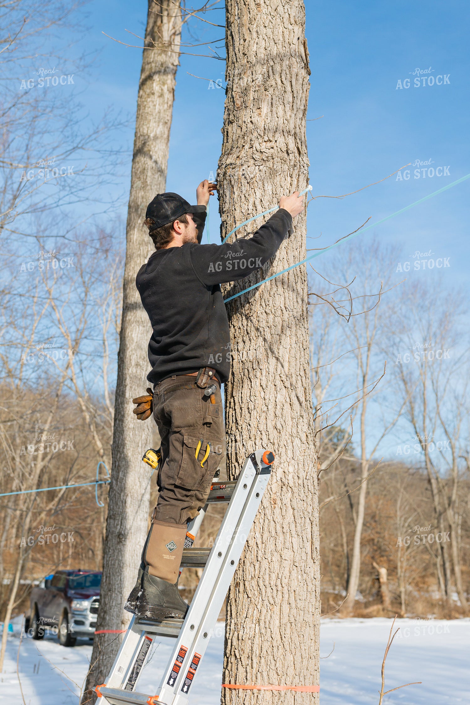 Farmer Tapping Maple Trees 52948