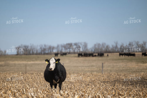 Cattle on Cornstalks 72160