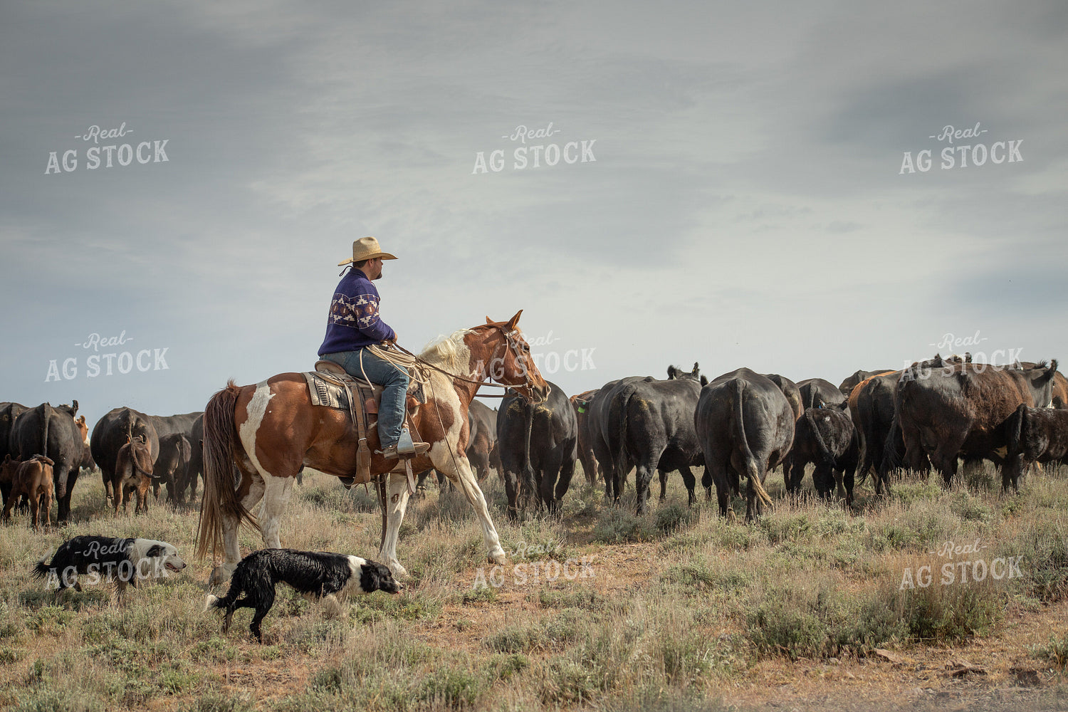 Rancher Moving Cattle on Horseback 78222
