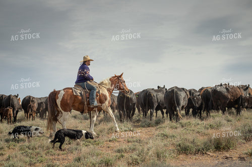 Rancher Moving Cattle on Horseback 78222