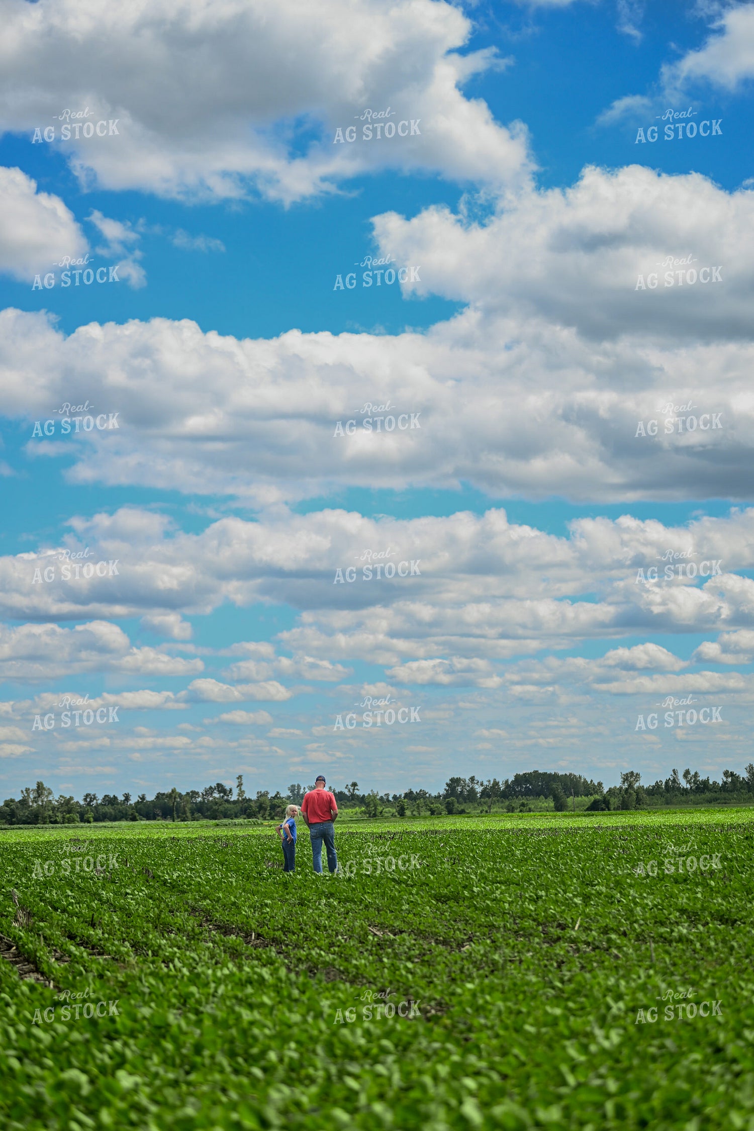 Farmer Scouting Soybean Field With Daughter 191312