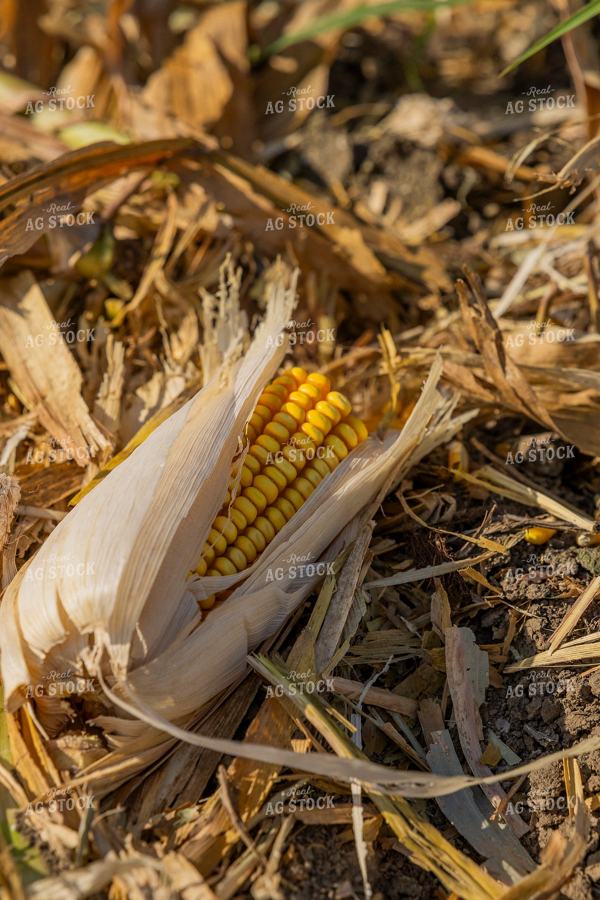 Corn Harvest 291087