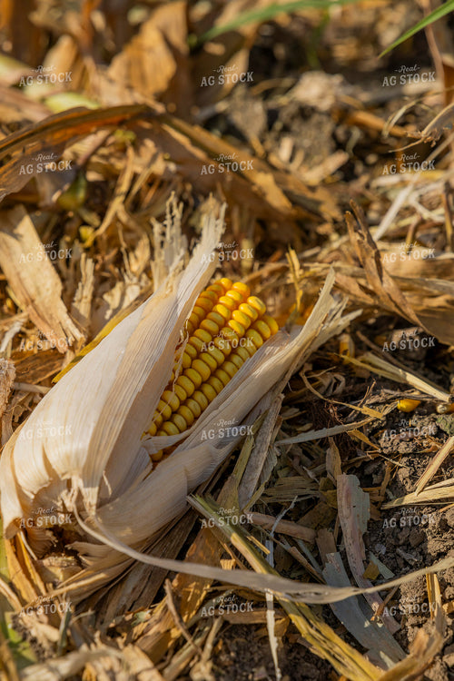Corn Harvest 291087
