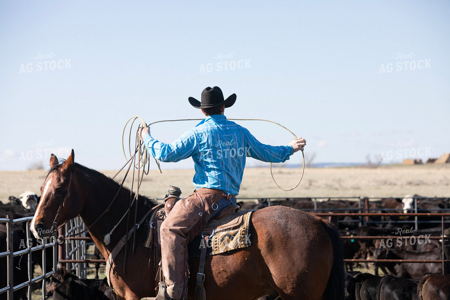 Working Cattle 117300