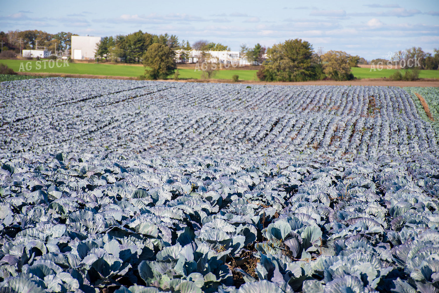 Cabbage Field 50172