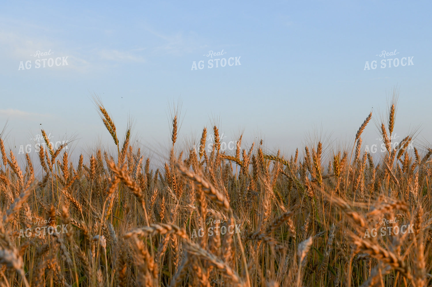 Oats 191185