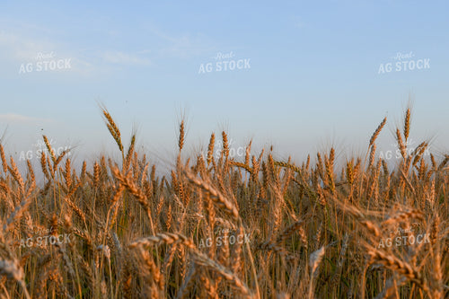 Oats 191185