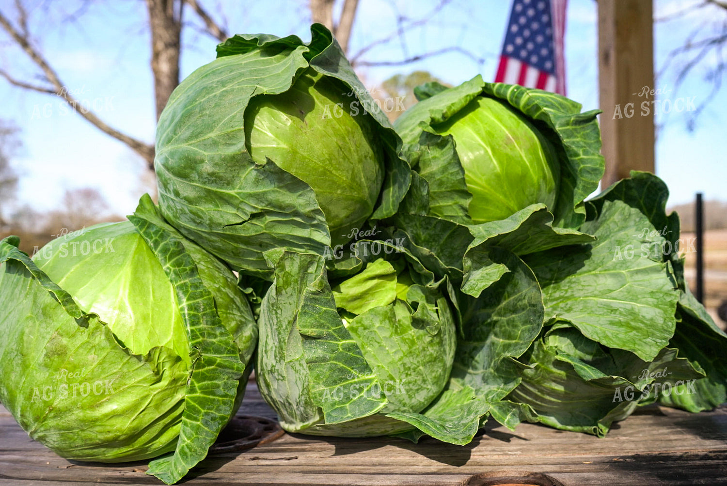 Cabbage 128129