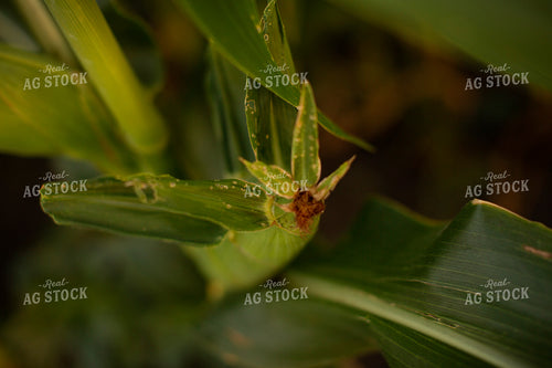 Corn - Mid-Season 2311