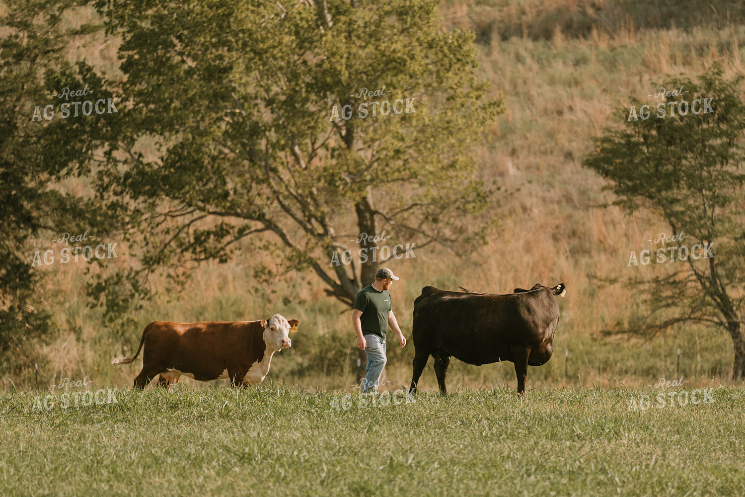 Farmer Checking Cattle on Pasture 125356