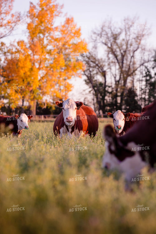 Hereford Cattle on Pasture 81167