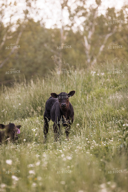 Angus Calf in Pasture 52392