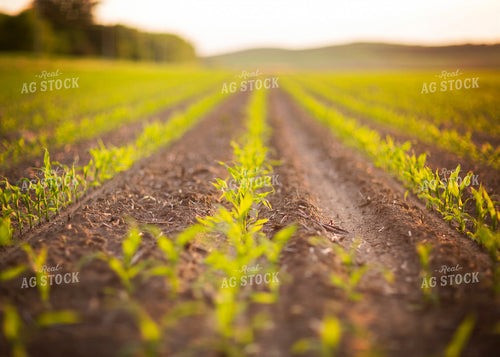 Early Growth Corn 55290