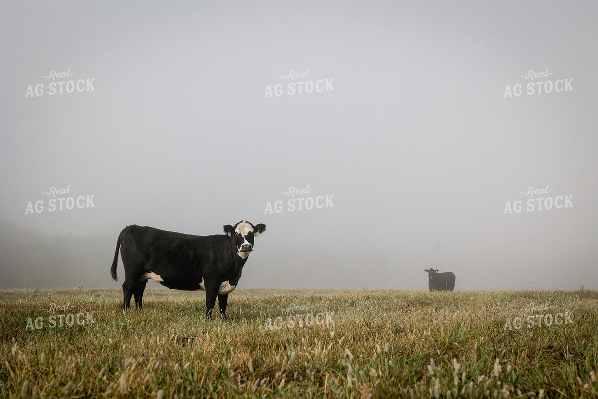 Black Baldy Cow Standing in Foggy Morning Pasture 404000