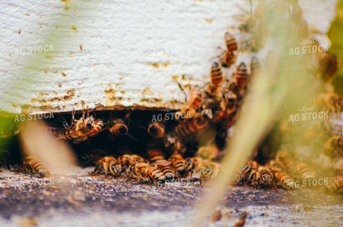 Bees 166003