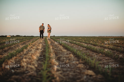 Farm Family Walking in Corn Field with Triticale Cover Crop at Sunset 5930