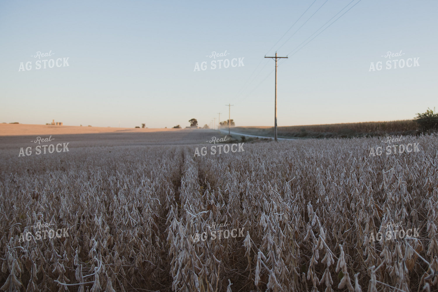 Dried Soybeans 67262