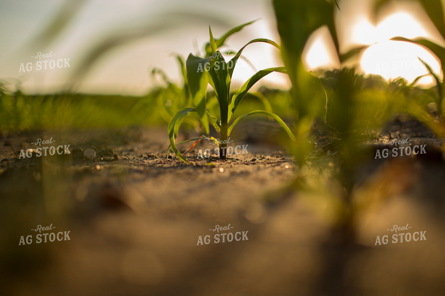 Corn - Early Growth 1073