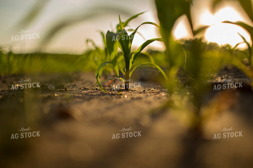 Corn - Early Growth 1073