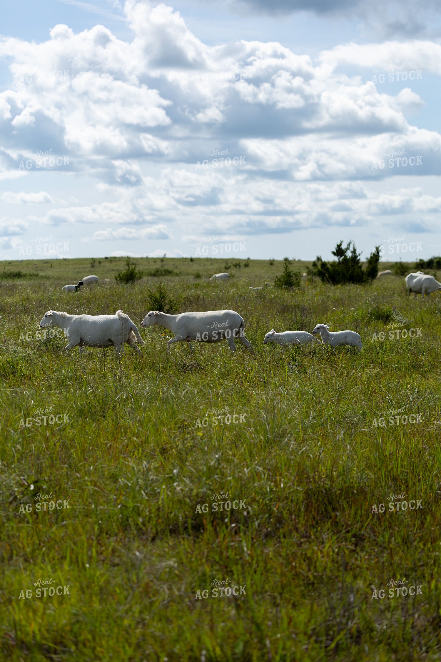Sheep on Pasture 71042