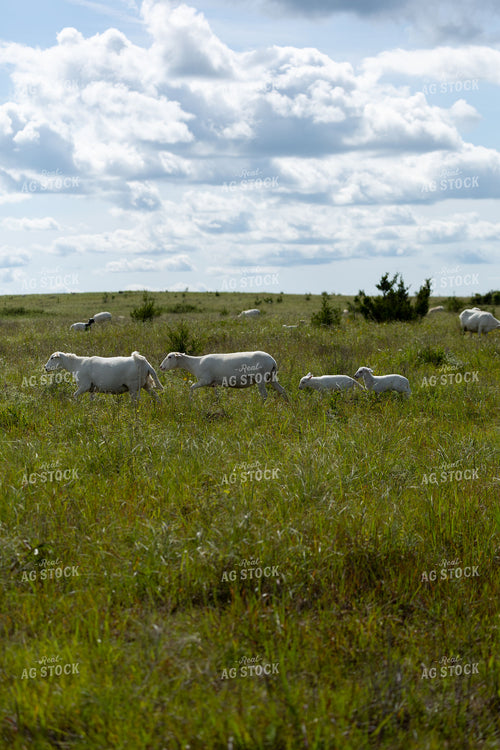 Sheep on Pasture 71042