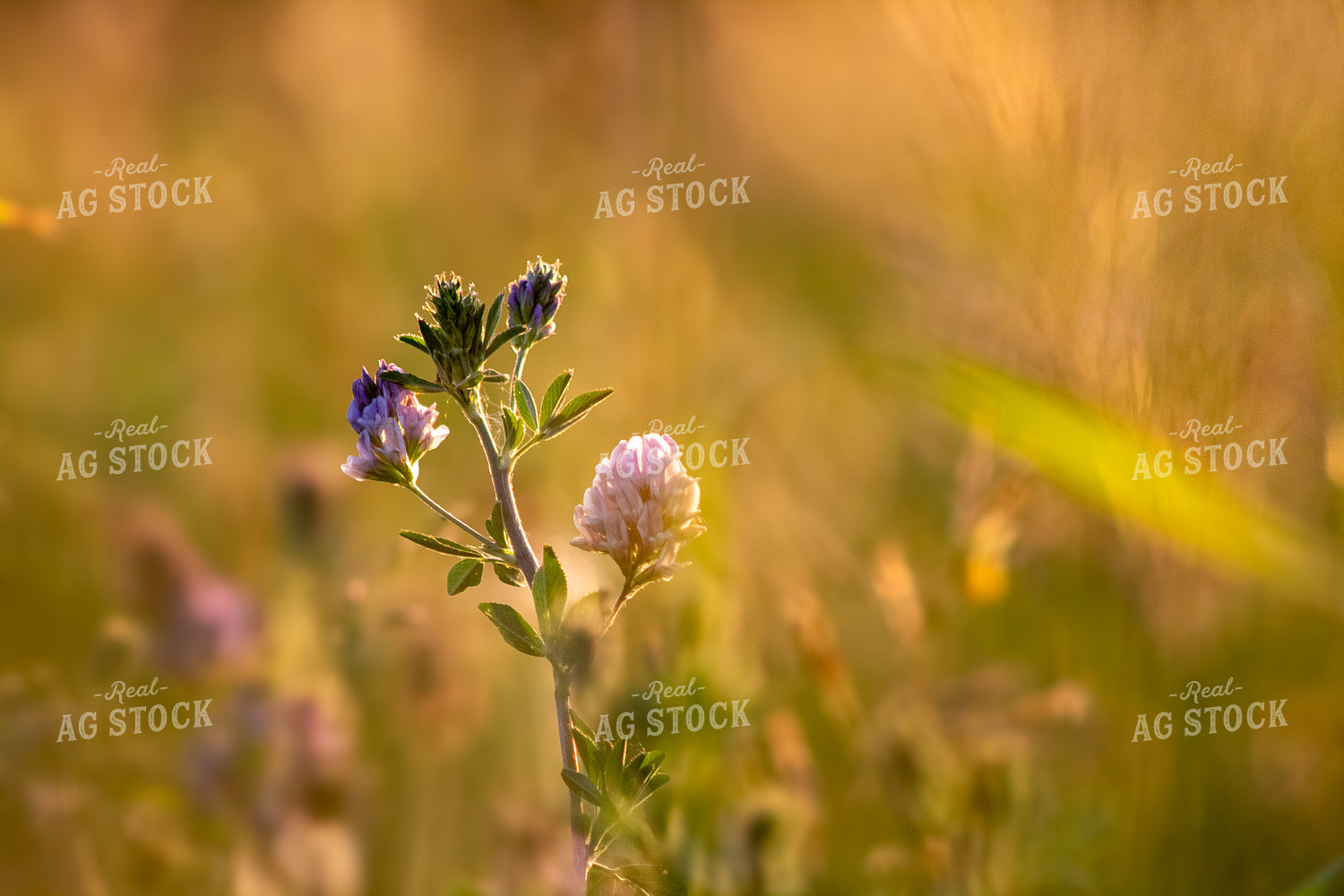 Alfalfa Close Up 214328