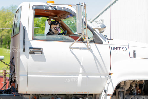 Dog in Feed Truck 193067