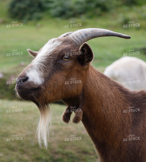 Goat 141719