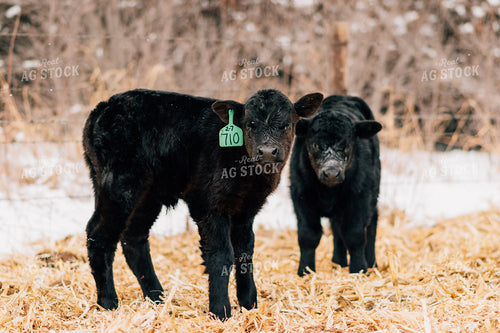 Winter Calves on Cornstalks 53089