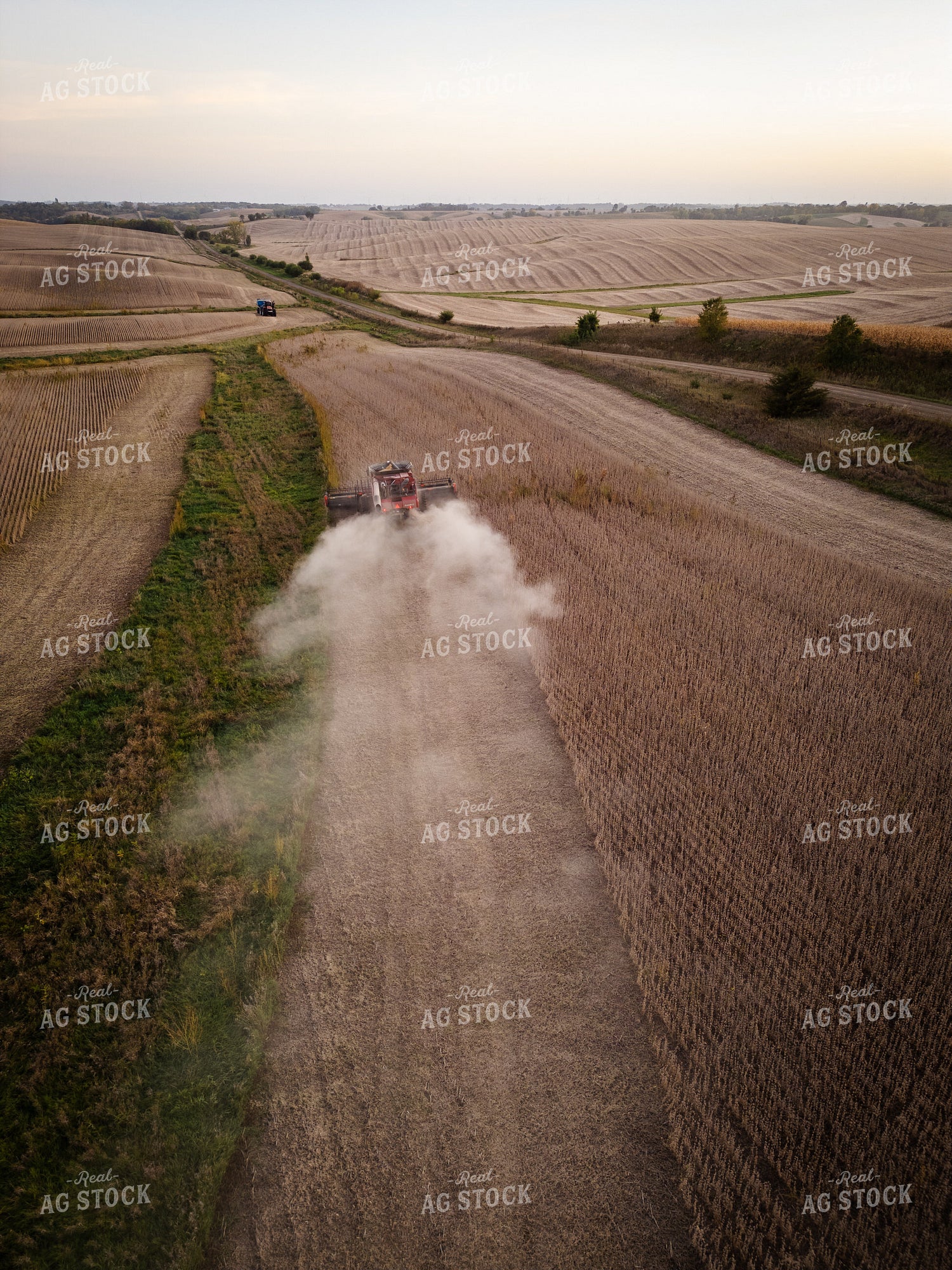 Soybean Harvest 67948