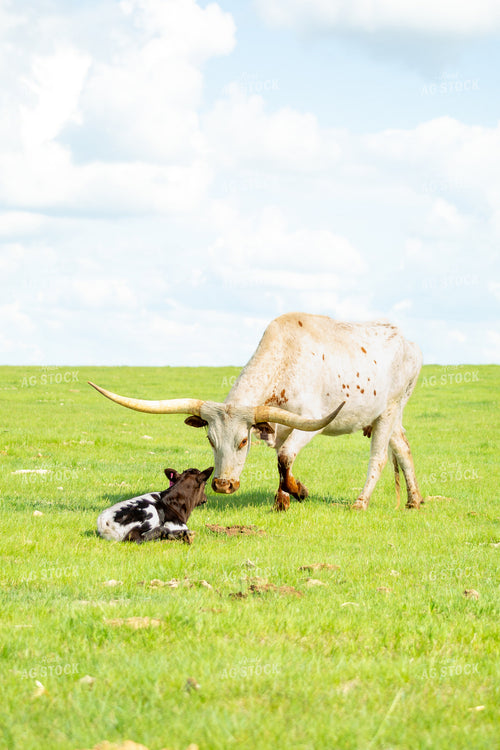 Longhorn Cow Calf Pair 155518