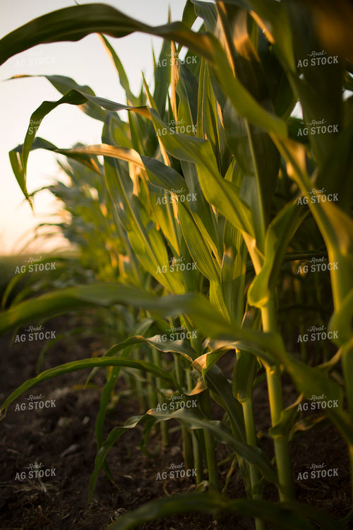 Corn - Mid-Season 1215