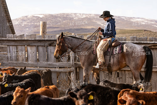 Female Rancher Working Cattle on Horseback 200034