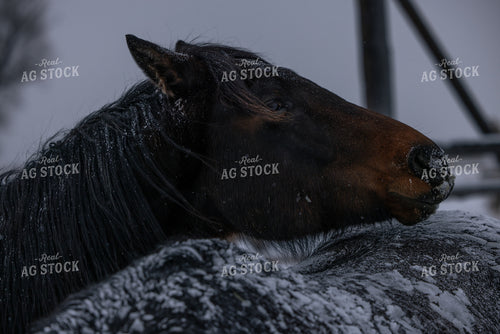 Snowy Horses 304033