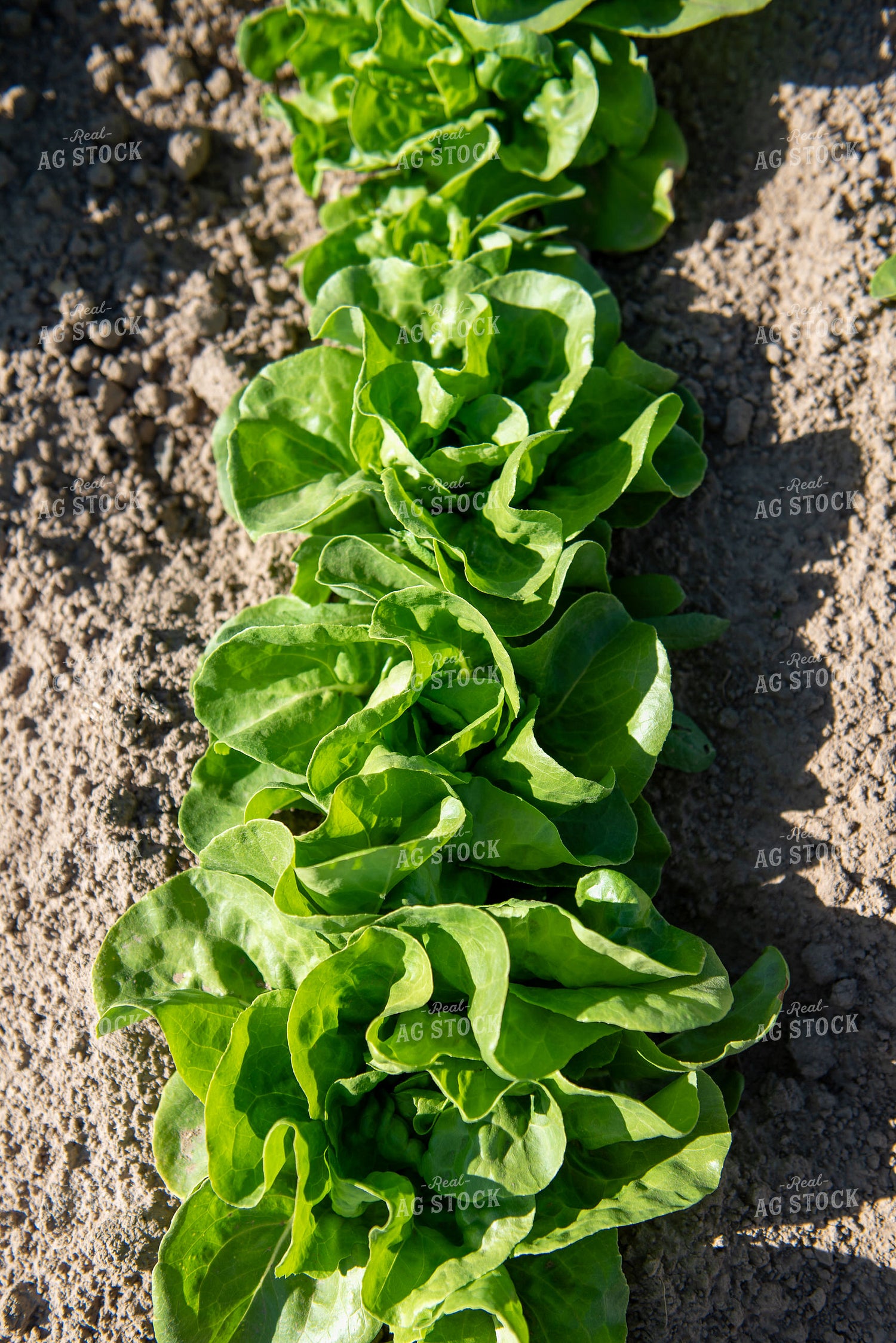 Lettuce 236039
