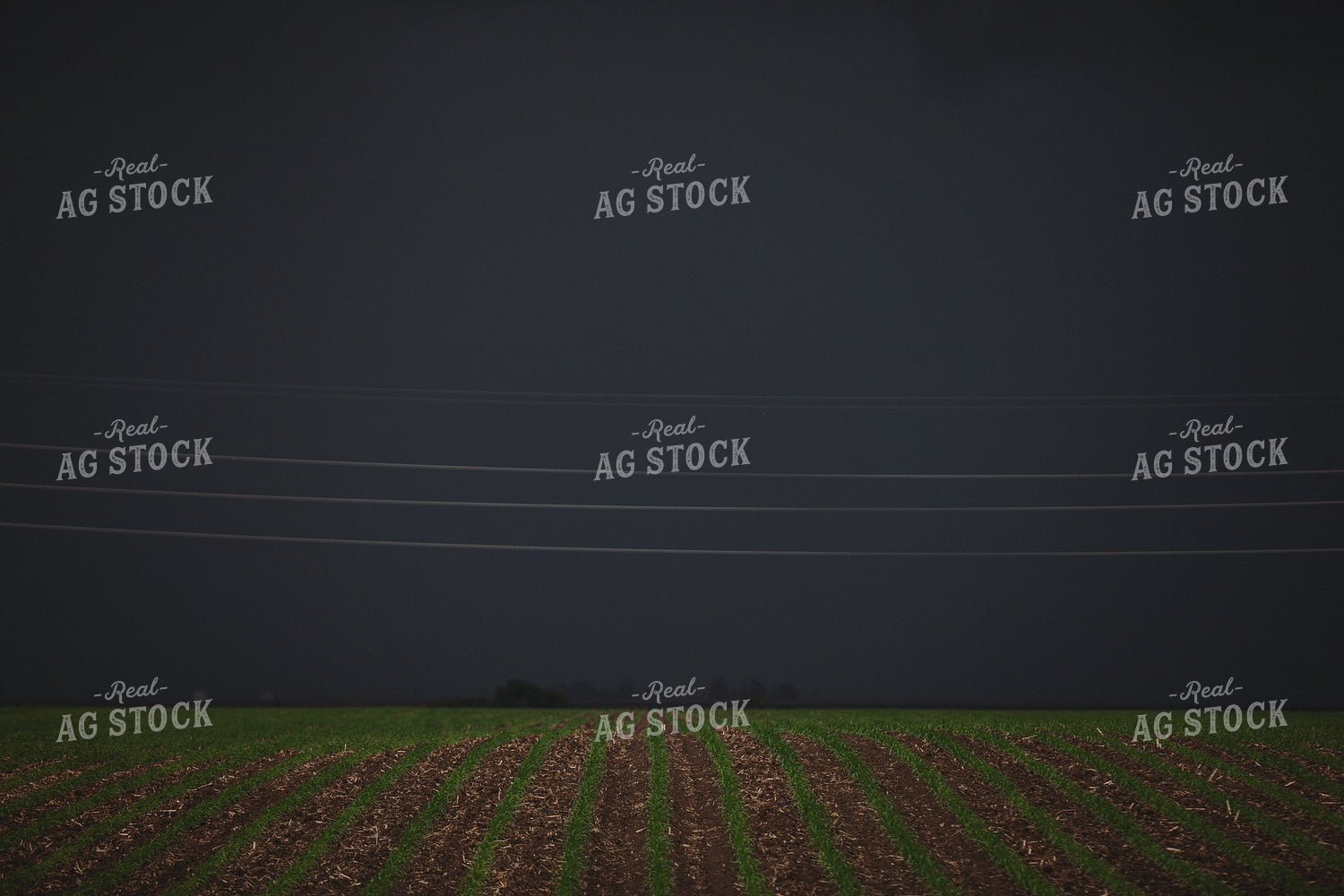 Corn Field with Dark Stormy Sky 5753