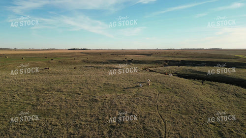 Aerial of Cattle on Pasture 268262