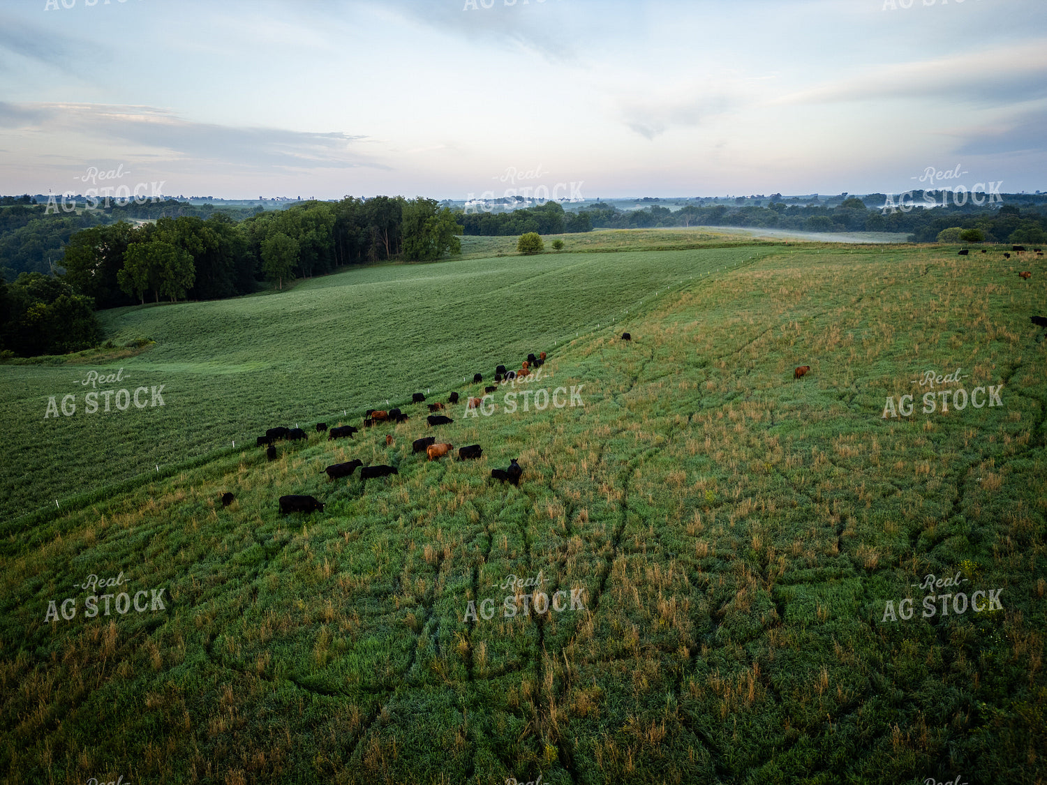 Aerial of Cattle Herd on Pasture 268339