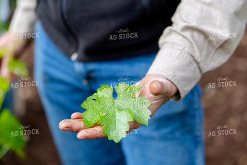 Farmer Holding Grape Leaf 107053