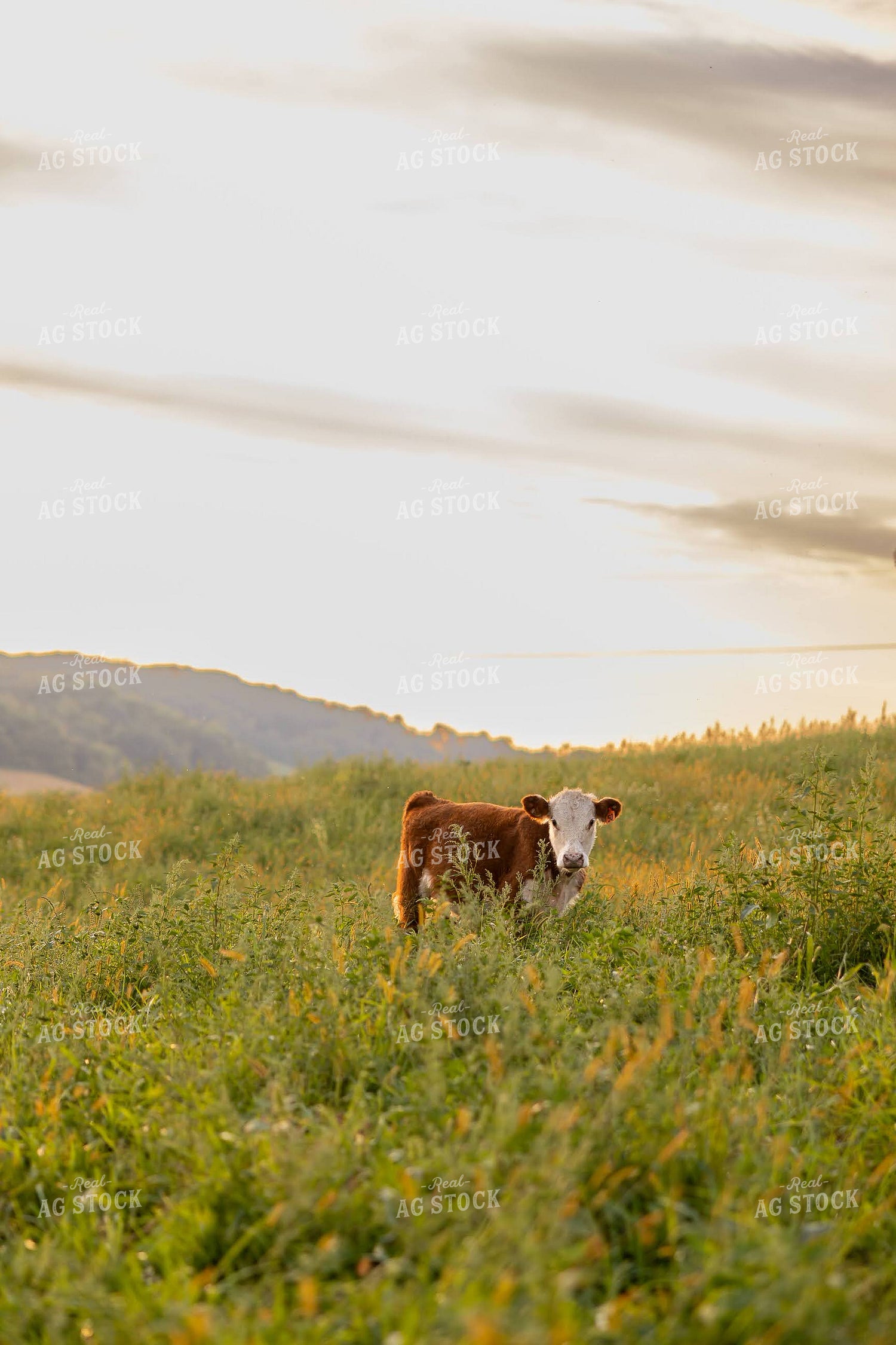 Hereford Cattle on Pasture 194078