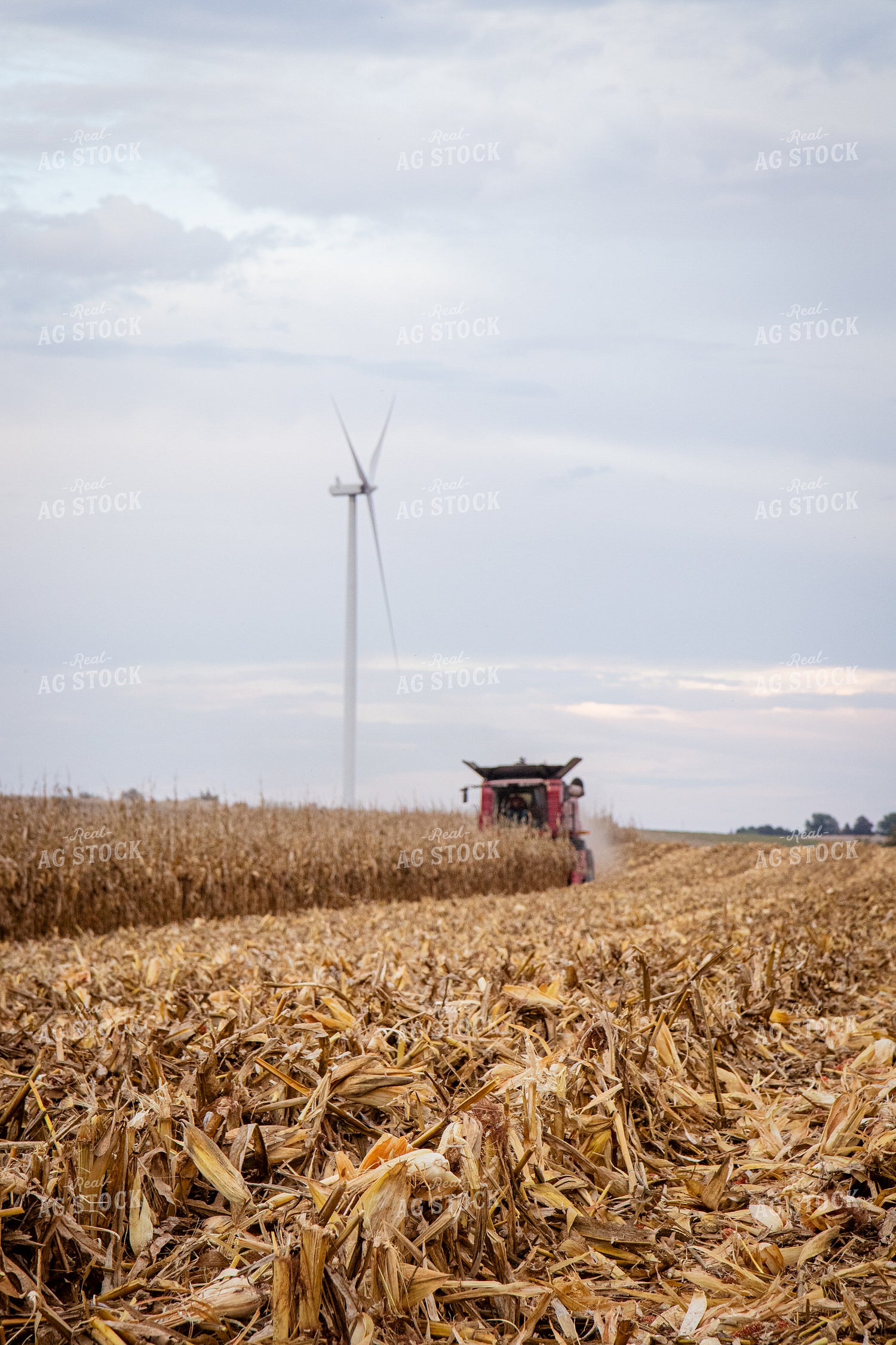 Corn Harvest 268203