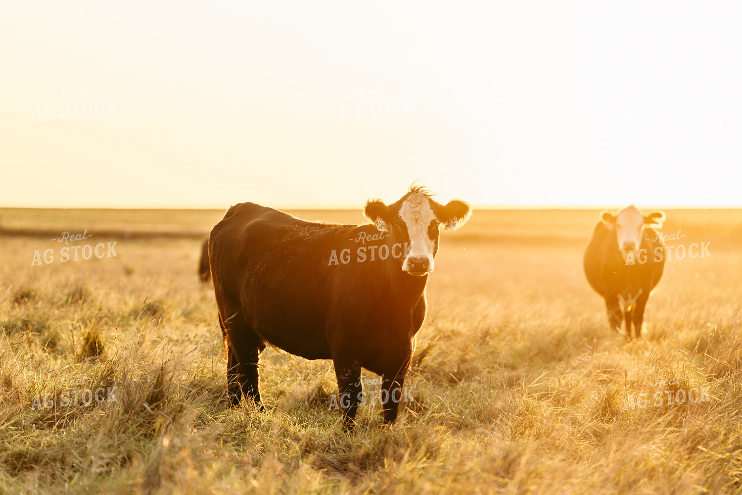 Cattle on Pasture 68251