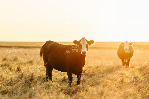 Cattle on Pasture 68251