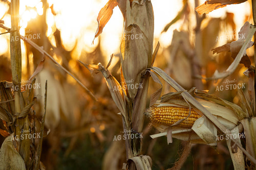 Dried Corn in Field 303043
