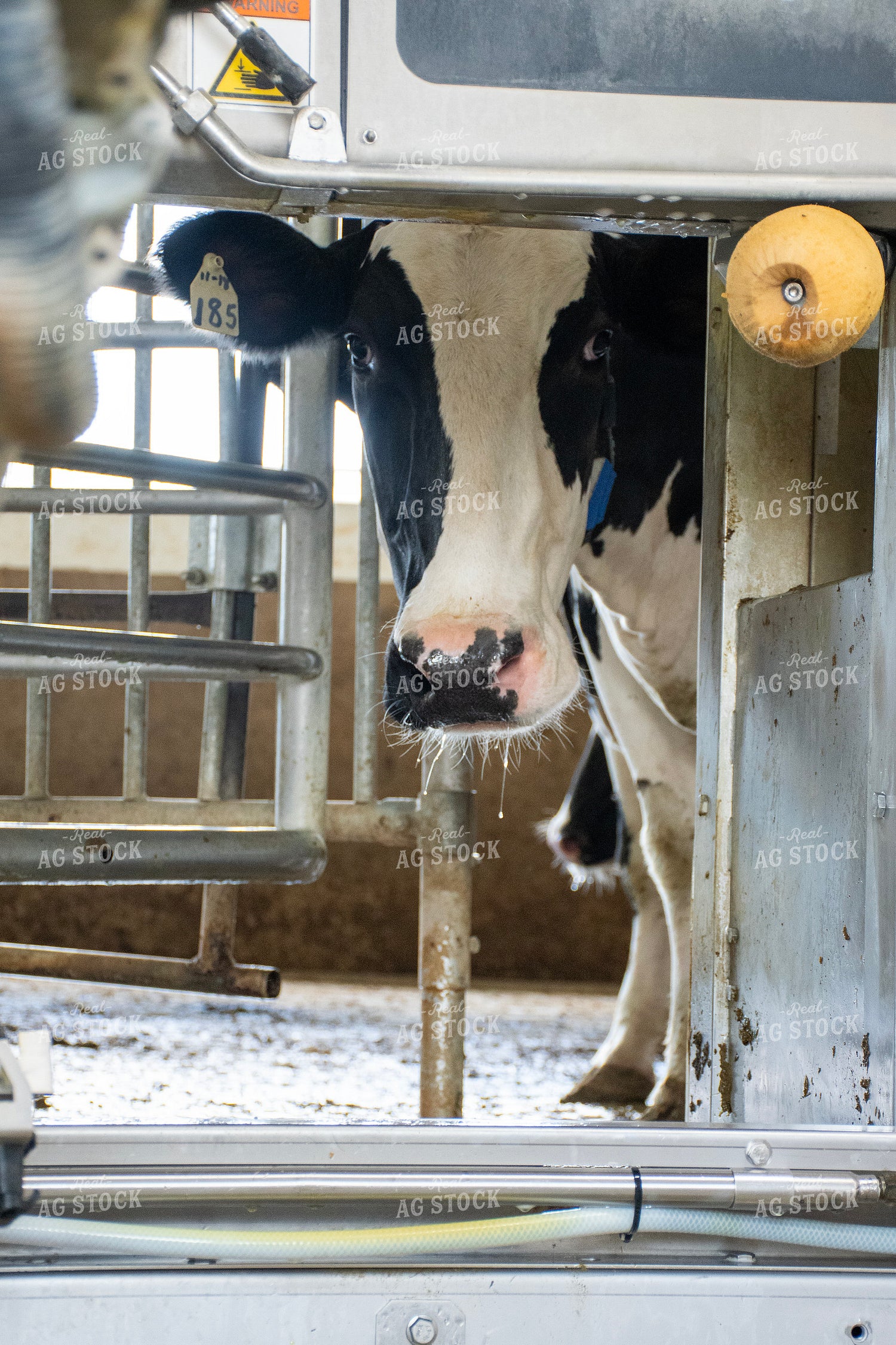 Robotic Milking Unit in Action 271034