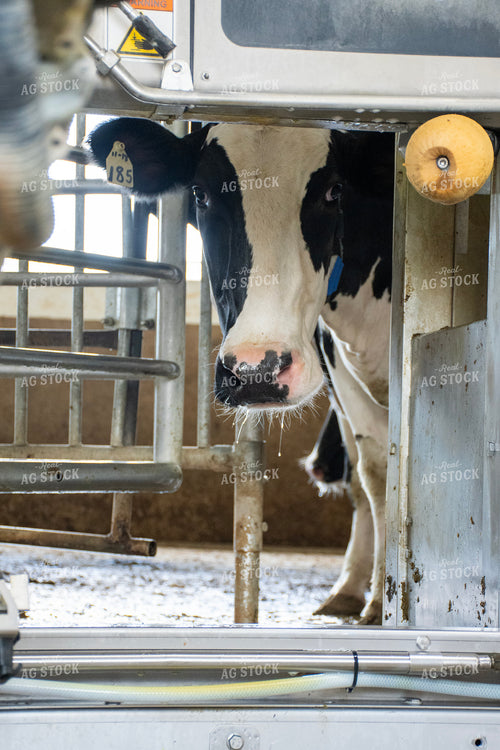Robotic Milking Unit in Action 271034