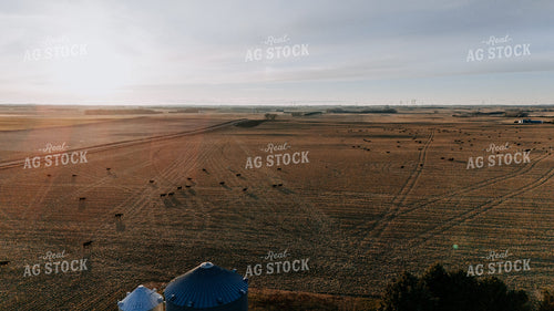 Cattle Grazing in Cornfield 77303