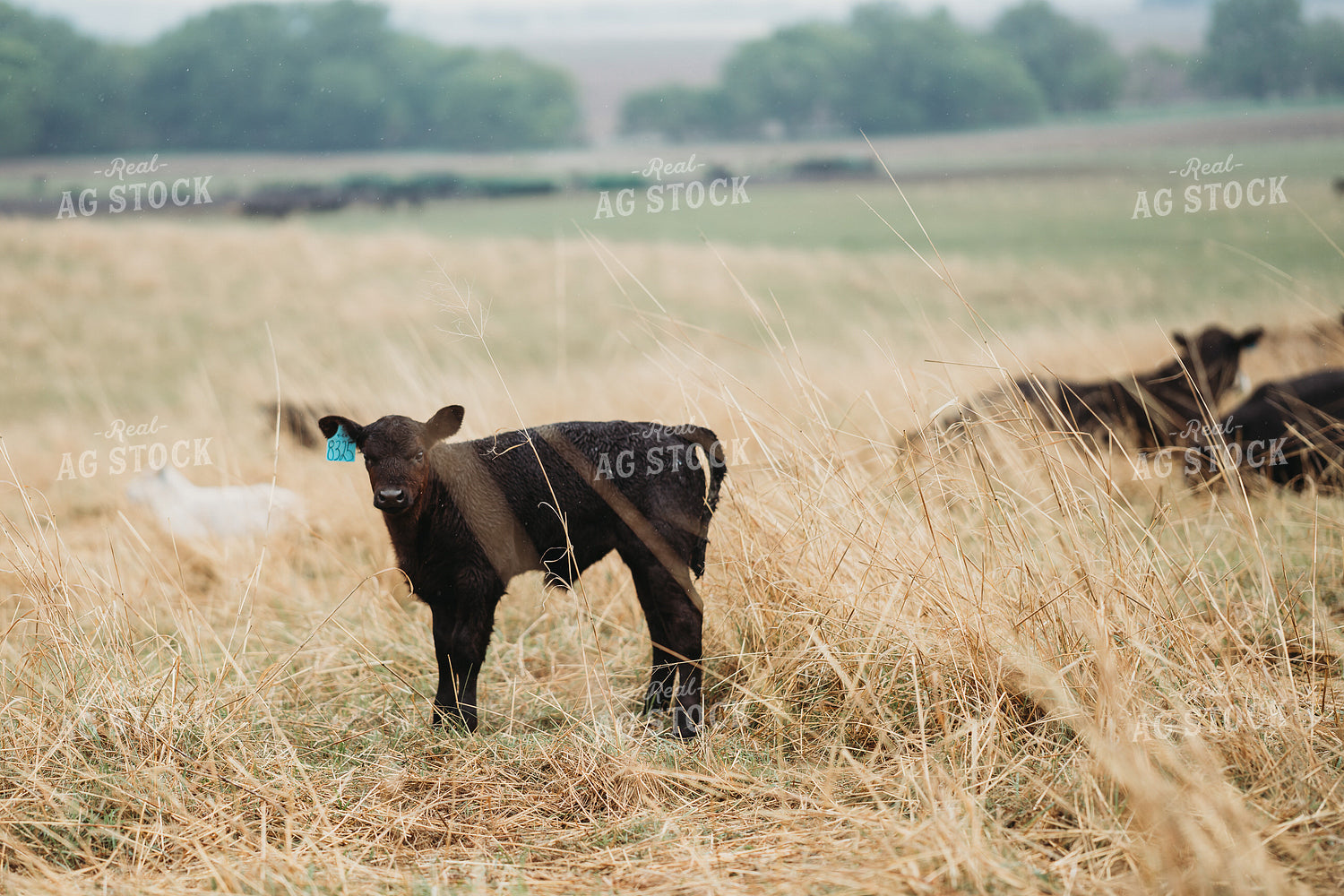 Angus Cattle in Pasture 196167