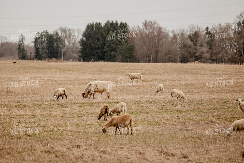 Sheep 104042