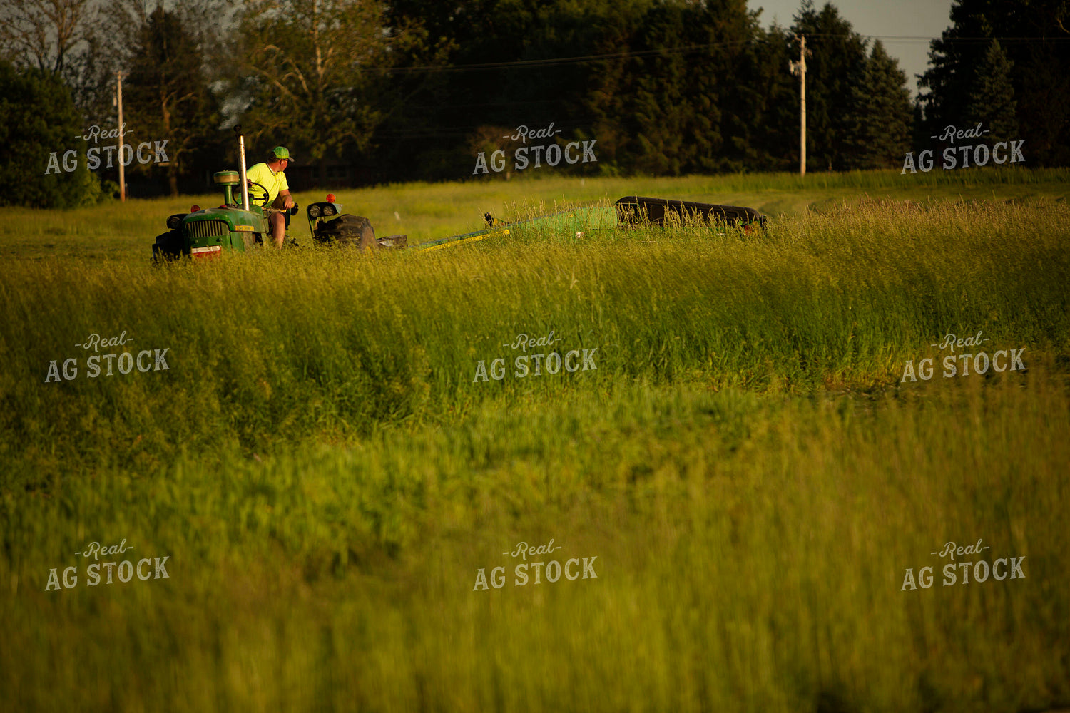 Cutting Hay 4944